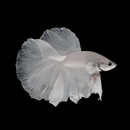 Super Delta Betta Male Platinum 3cm