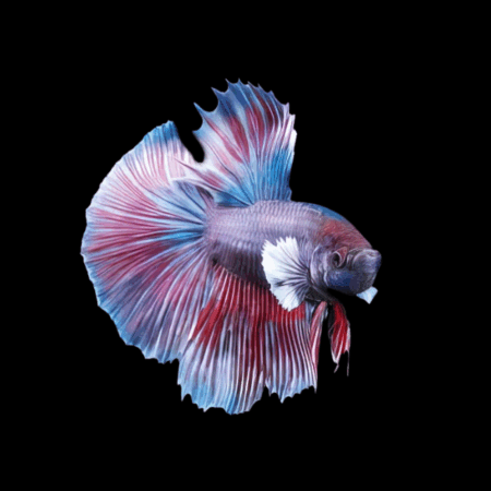 Super Delta Betta Male Purple Base 3cm