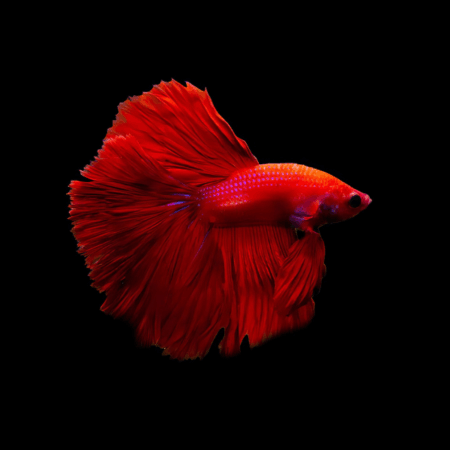 Super Delta Betta Male Red 3cm