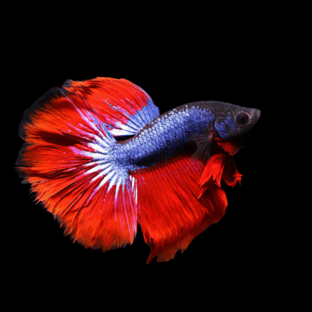 Super Delta Betta Male Red Base 3cm