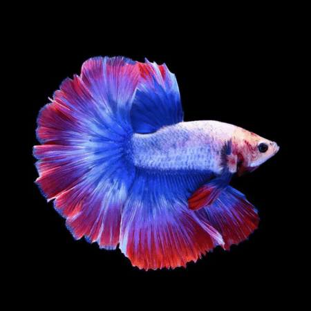 Super Delta Betta Male Tri Colour 3cm