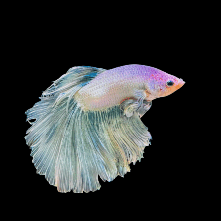 Super Delta Betta Male White Base 3cm