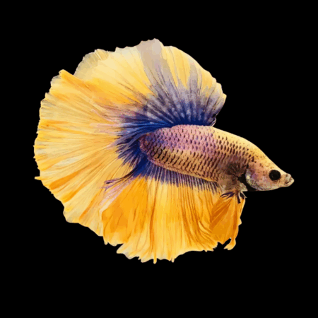 Super Delta Betta Male Yellow Base 3cm