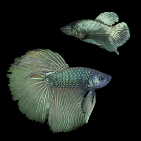 Super Delta Betta Pair Male & Female Green Base 3cm