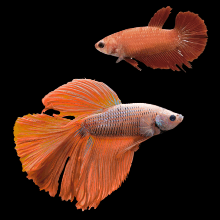 Super Delta Betta Pair Male & Female Orange Base 3cm