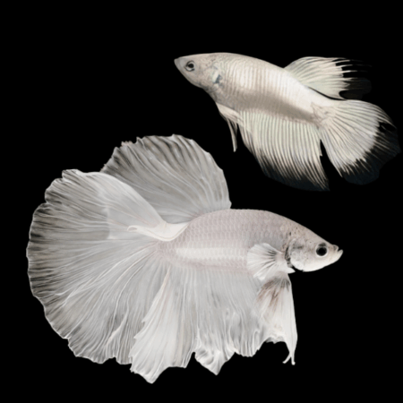 Super Delta Betta Pair Male & Female Platinum 3cm