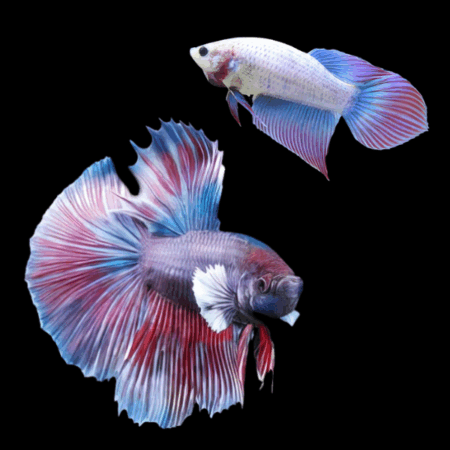 Super Delta Betta Pair Male & Female Purple Base 3cm