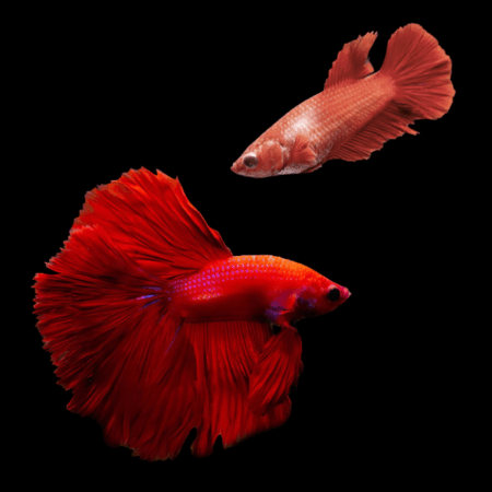 Super Delta Betta Pair Male & Female Red 3cm