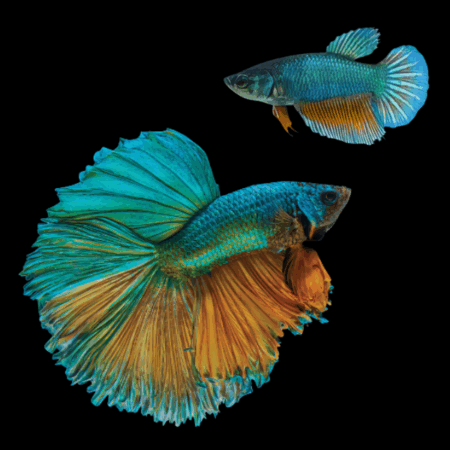 Super Delta Betta Pair Male & Female Turquoise Base 3cm