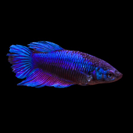 Veiltail Betta Female Blue 3cm
