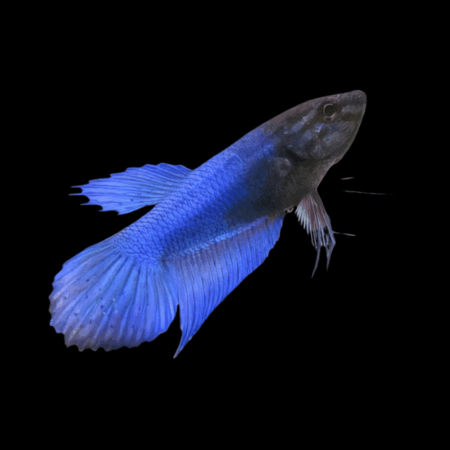 Veiltail Betta Female Blue Base 3cm