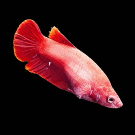 Veiltail Betta Female Red Base 3cm