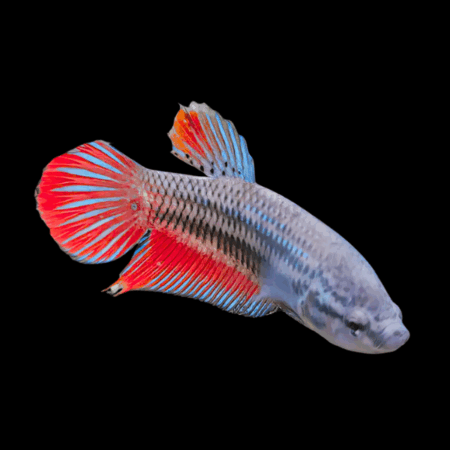 Veiltail Betta Female Tri Colour 3cm