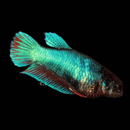 Veiltail Betta Female Turquoise Base 3cm