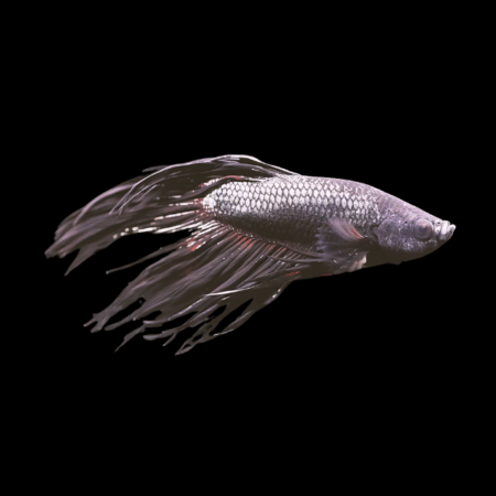 Veiltail Betta Male Black 3cm