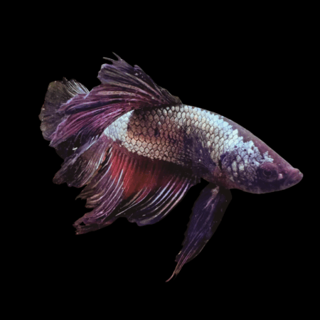 Veiltail Betta Male Black Base 3cm