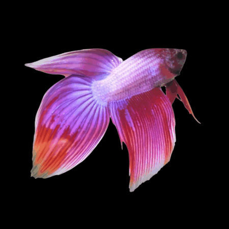 Veiltail Betta Male Pink 3cm