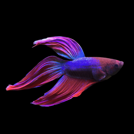 Veiltail Betta Male Purple 3cm