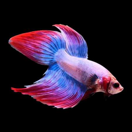 Veiltail Betta Male Tri Colour 3cm