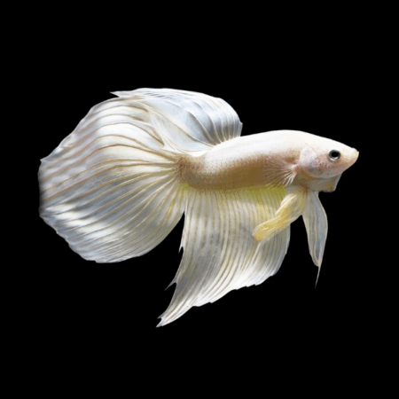 Veiltail Betta Male White 3cm