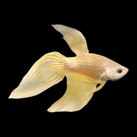 Veiltail Betta Male Yellow 3cm