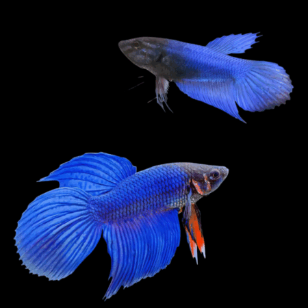 Veiltail Betta Pair Male & Female Blue Base 3cm