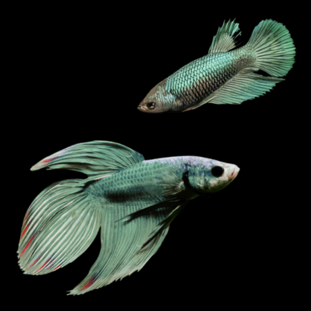 Veiltail Betta Pair Male & Female Green 3cm