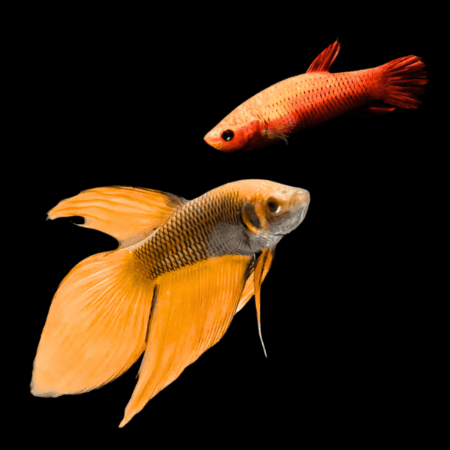 Veiltail Betta Pair Male & Female Orange Base 3cm