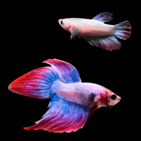 Veiltail Betta Pair Male & Female Pink Base 3cm