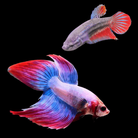 Veiltail Betta Pair Male & Female Tri Colour 3cm