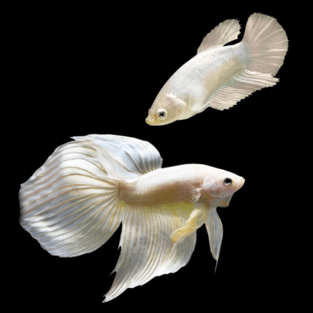 Veiltail Betta Pair Male & Female White 3cm