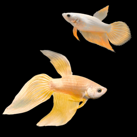 Veiltail Betta Pair Male & Female Yellow 3cm