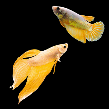 Veiltail Betta Pair Male & Female Yellow Base 3cm