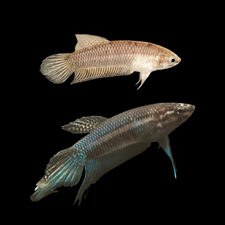 Wild Betta Bellica Pair Male & Female 3cm