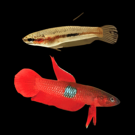 Wild Betta Brownorum Pair Male & Female 3cm