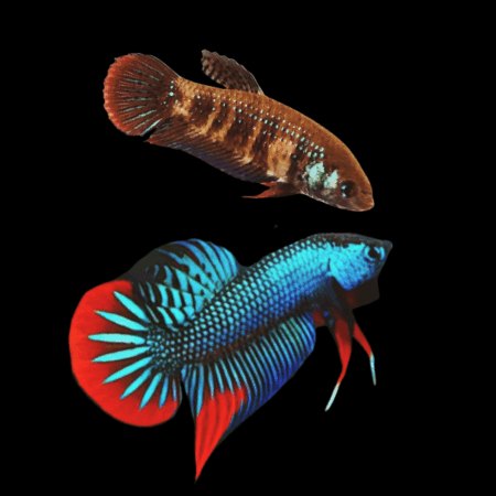 Wild Betta Imbelis Pair Male & Female 3cm