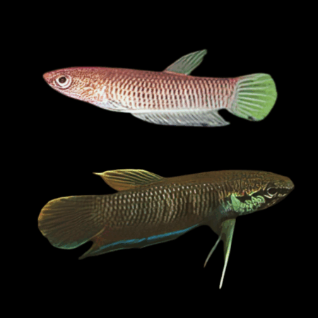 Wild Betta Kratois Pair Male & Female 3cm
