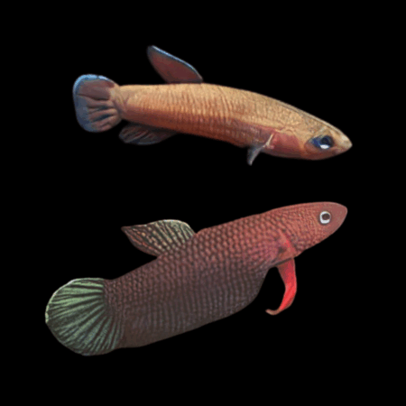 Wild Betta Miniopina Pair Male & Female 3cm