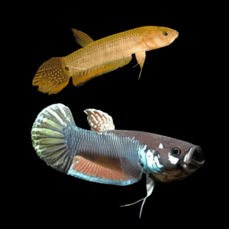 Wild Betta Palfina Bahiton Pair Male & Female 3cm
