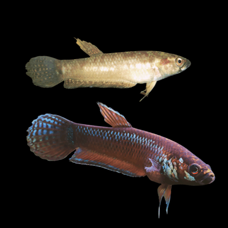 Wild Betta Palifina Pair Male & Female 3cm