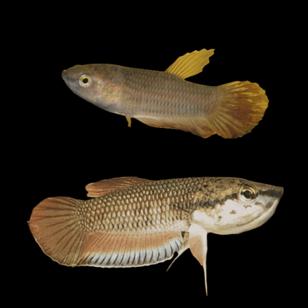 Wild Betta Picta Pair Male & Female 3cm