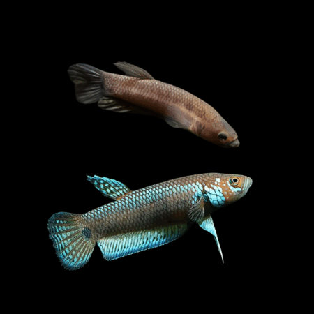 Wild Betta Unimaculata Pair Male & Female 3cm