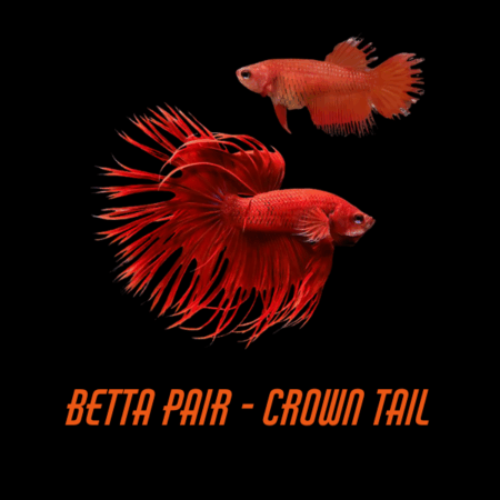Pair Betta Crown Tail