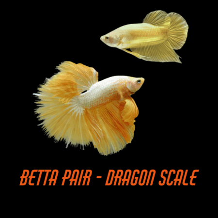 Pair Betta Dragon Scale Half Moon