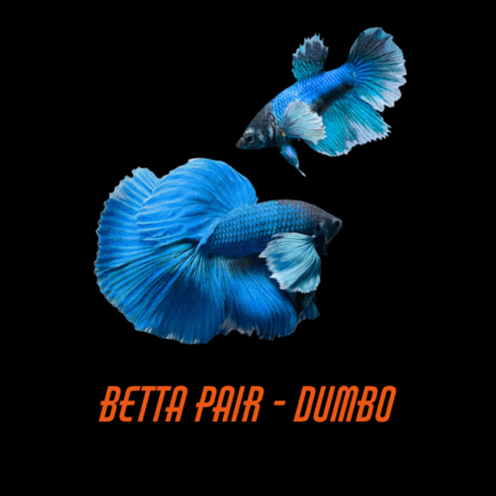Pair Betta Dumbo