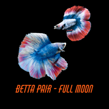 Pair Betta Full Moon