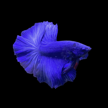 Half Moon Betta Male Blue 3cm