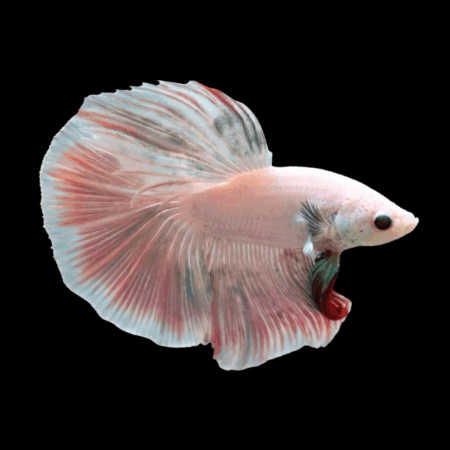 Half Moon Betta Male Pink Base 3cm