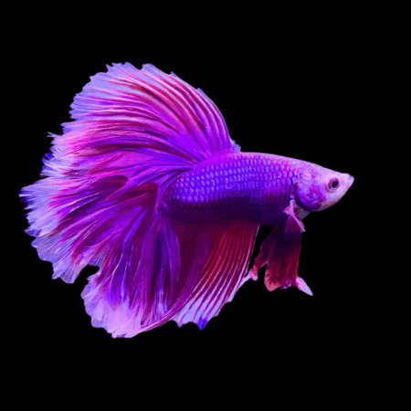 Half Moon Betta Male Purple Base 3cm