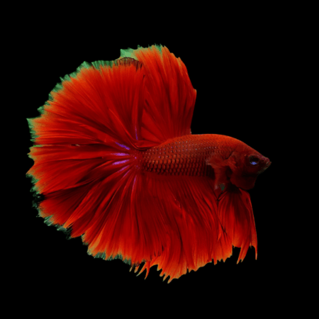 Half Moon Betta Male Red 3cm